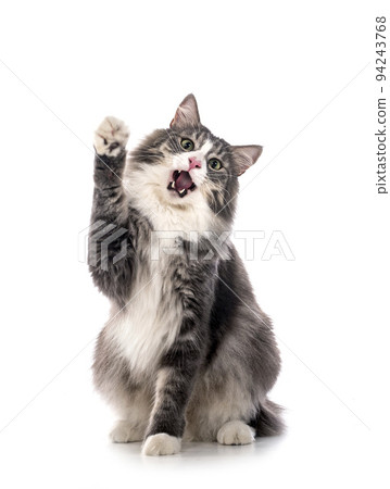 Norwegian Forest cat 94243768