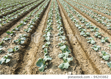 Fresh cauliflowers are growing in the field in Taiwan. Fresh cauliflowers are growing in the field in Taiwan. 94243862