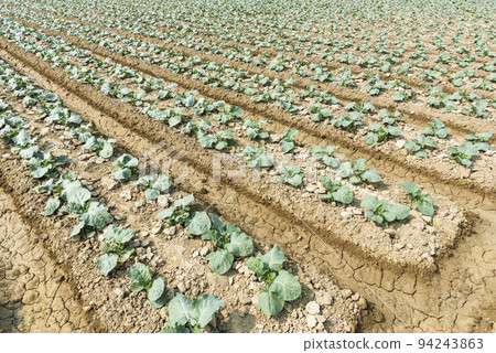 Fresh cauliflowers are growing in the field in Taiwan. Fresh cauliflowers are growing in the field in Taiwan. 94243863