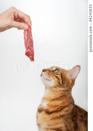 A woman's hand gives a piece of raw meat to a domestic cat. A woman's hand gives a piece of raw meat to a domestic cat. 94245633