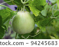 A young green melon is hanging on a bush. Vegetable background macro texture copyspace. Good quality photos 94245683