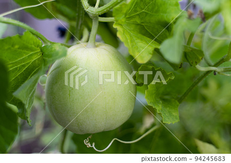 A young green melon is hanging on a bush. Vegetable background macro texture copyspace. Good quality photos A young green melon is hanging on a bush. Vegetable background macro texture copyspace. Good quality photos 94245683