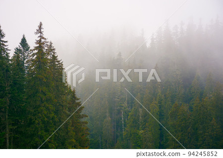 coniferous forest on a foggy autumn day. gloomy nature background with overcast sky coniferous forest on a foggy autumn day. gloomy nature background with overcast sky 94245852