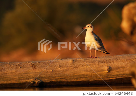 Black-headed gull sitting on fallen tree in autumn 94246448