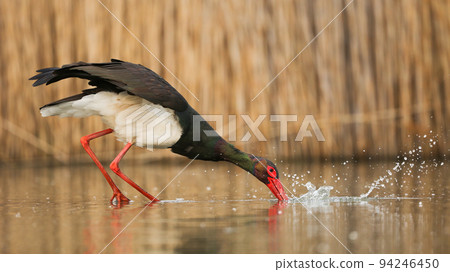 Black stork fishing in water next to reeds in autumn 94246450