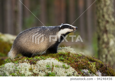 European badger sniffing on mossed rock in autumn nature European badger sniffing on mossed rock in autumn nature 94246456