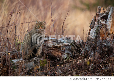 European wildcat sitting next to stump in autumn nature European wildcat sitting next to stump in autumn nature 94246457