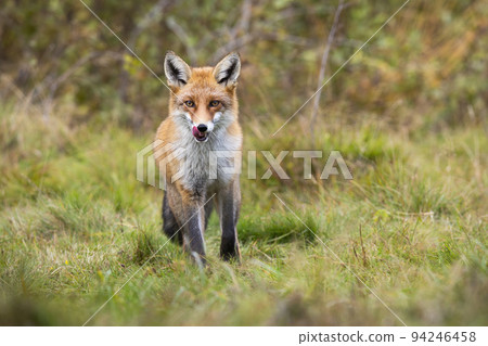 Red fox licking on green grassland in autumn from front Red fox licking on green grassland in autumn from front 94246458