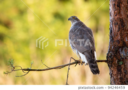Northern goshawk sitting on branch in forest from back 94246459