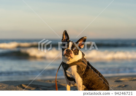 波士頓梗在海灘上曬著夕陽 波士頓梗在海灘上曬著夕陽 94246721
