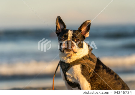 Boston terrier basking in the sunset on the beach 94246724