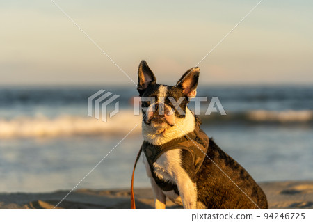 Boston terrier basking in the sunset on the beach 94246725