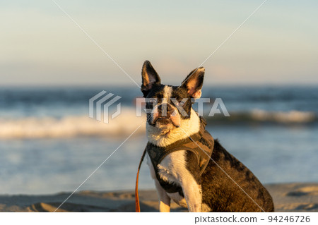 Boston terrier basking in the sunset on the beach 94246726