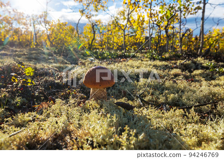 Mushroom in forest 94246769