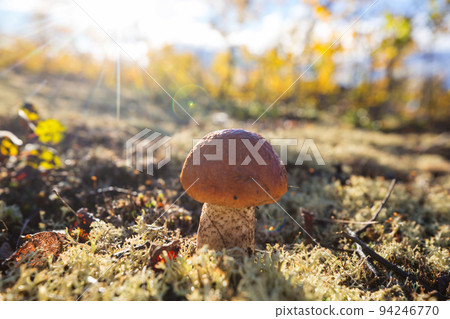 Mushroom in forest Mushroom in forest 94246770