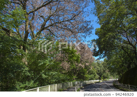 Withered oak trees along the road between Lake Tama and Lake Sayama in the blue sky Withered oak trees along the road between Lake Tama and Lake Sayama in the blue sky 94246920