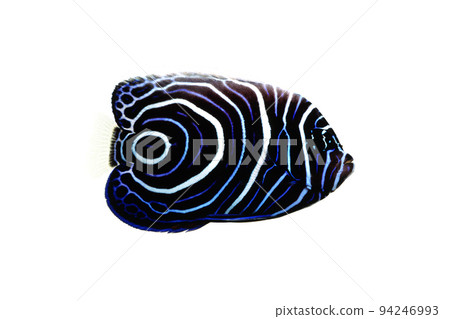 Emperor angelfish juvenile white background Emperor angelfish juvenile white background 94246993