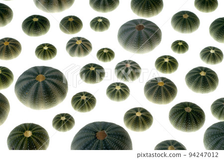 Sea urchin shell Bafun sea urchin white background Sea urchin shell Bafun sea urchin white background 94247012