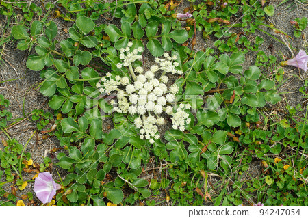 Hamaboufuu海濱植物 94247054