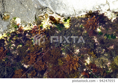 退潮時潮池中的海藻 退潮時潮池中的海藻 94247055