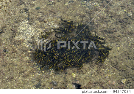 Gonzui Ball Juvenile Gonzui 94247084