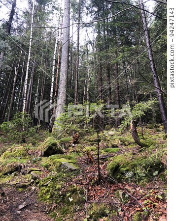 High Tree Nature Dark Forest High Tree Nature Dark Forest 94247143