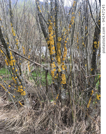 Tree Nature Dark Forest 94247145