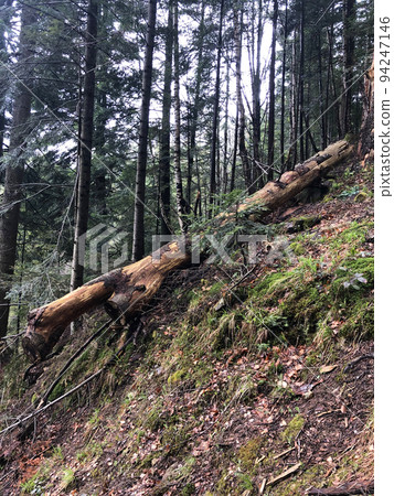 Tree Natural Dark Forest 94247146