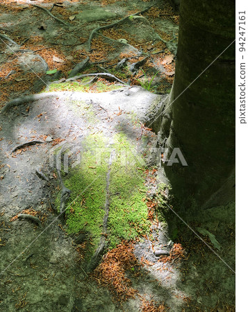 Nature Dark Forest with Light Moss Nature Dark Forest with Light Moss 94247161