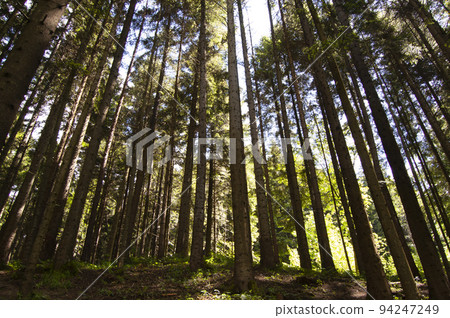 Forest. Dark Scene. Forest. Dark Scene. 94247249
