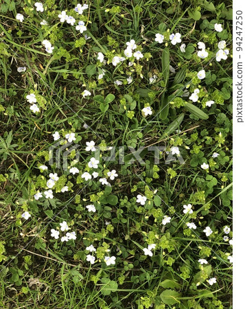 White Flowers over green Grass 94247250