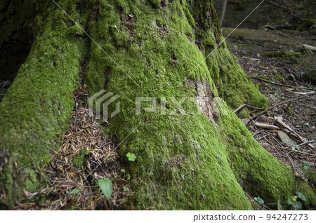 Tree with Moss 94247273