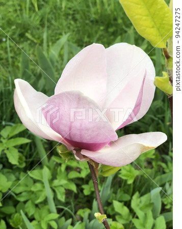 Magnolia Pink Flower 94247275