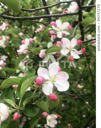 Apple Tree Flowers Blossom Apple Tree Flowers Blossom 94247276
