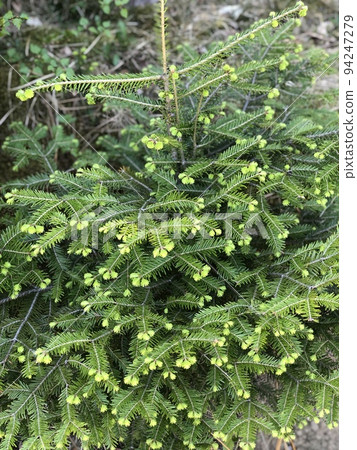 Light Green Fir-Tree 94247279