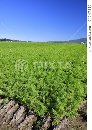 Photographing a carrot field in early autumn in Kyogoku, Hokkaido 94247312