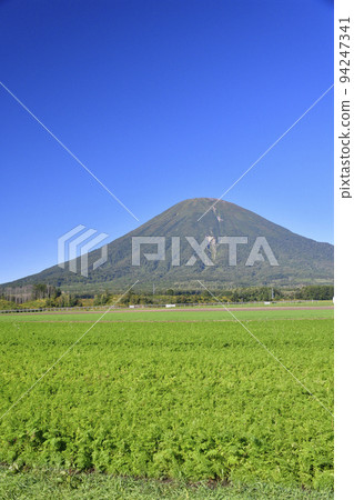 Photographing the harvested carrot fields and Mt. Yotei in early autumn in Kyogoku, Hokkaido 94247341