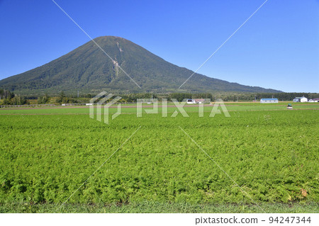 Photographing the harvested carrot fields and Mt. Yotei in early autumn in Kyogoku, Hokkaido Photographing the harvested carrot fields and Mt. Yotei in early autumn in Kyogoku, Hokkaido 94247344