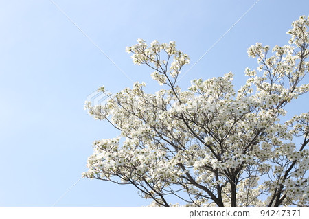 white flower of tree white flower of tree 94247371