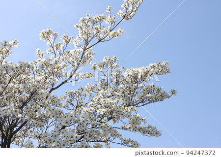 white flower of tree white flower of tree 94247372