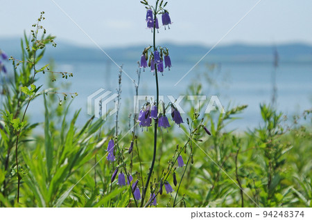 以隱約可見的湖泊和山脈為背景，藍紫色鐘形胡蘿蔔的鐘形鐘形花朵引人注目。 94248374