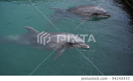 海豚農場島波海豚 94248435