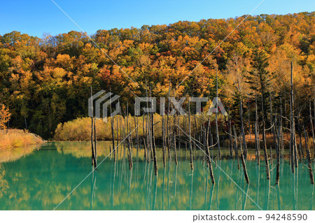 秋天的藍池（白銀藍池/北海道美瑛町） 94248590