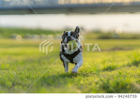 波士頓梗在打球 波士頓梗在打球 94248739