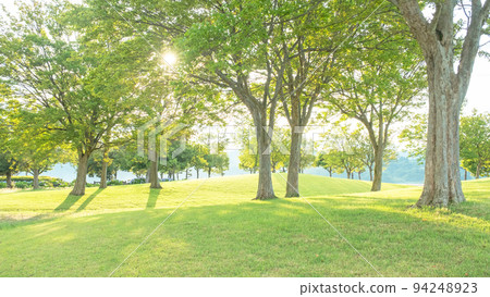A walk in the sunlight filtering through the trees on the park road A walk in the sunlight filtering through the trees on the park road 94248923