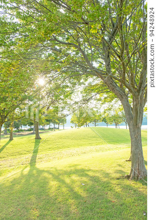 漫步在穿過公園路上樹木的陽光中 漫步在穿過公園路上樹木的陽光中 94248924