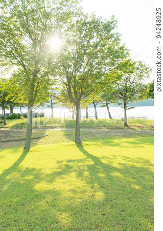 漫步在穿過公園路上樹木的陽光中 漫步在穿過公園路上樹木的陽光中 94248925