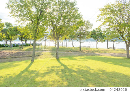 A walk in the sunlight filtering through the trees on the park road 94248926