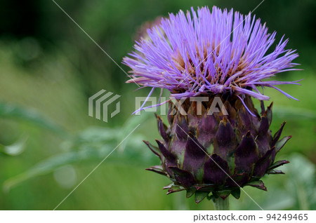 Cardon flower Cardon flower 94249465