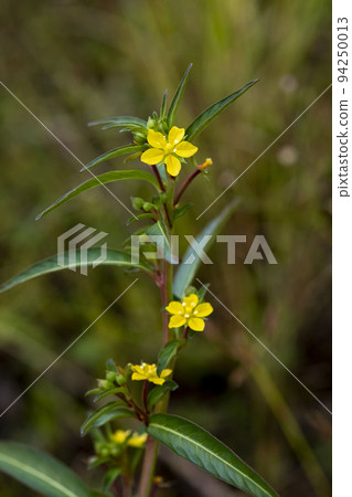 Yellow sturgeon flowers blooming on the waterside 94250013